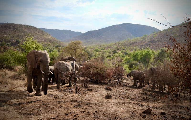 Elefanter, Sydafrika