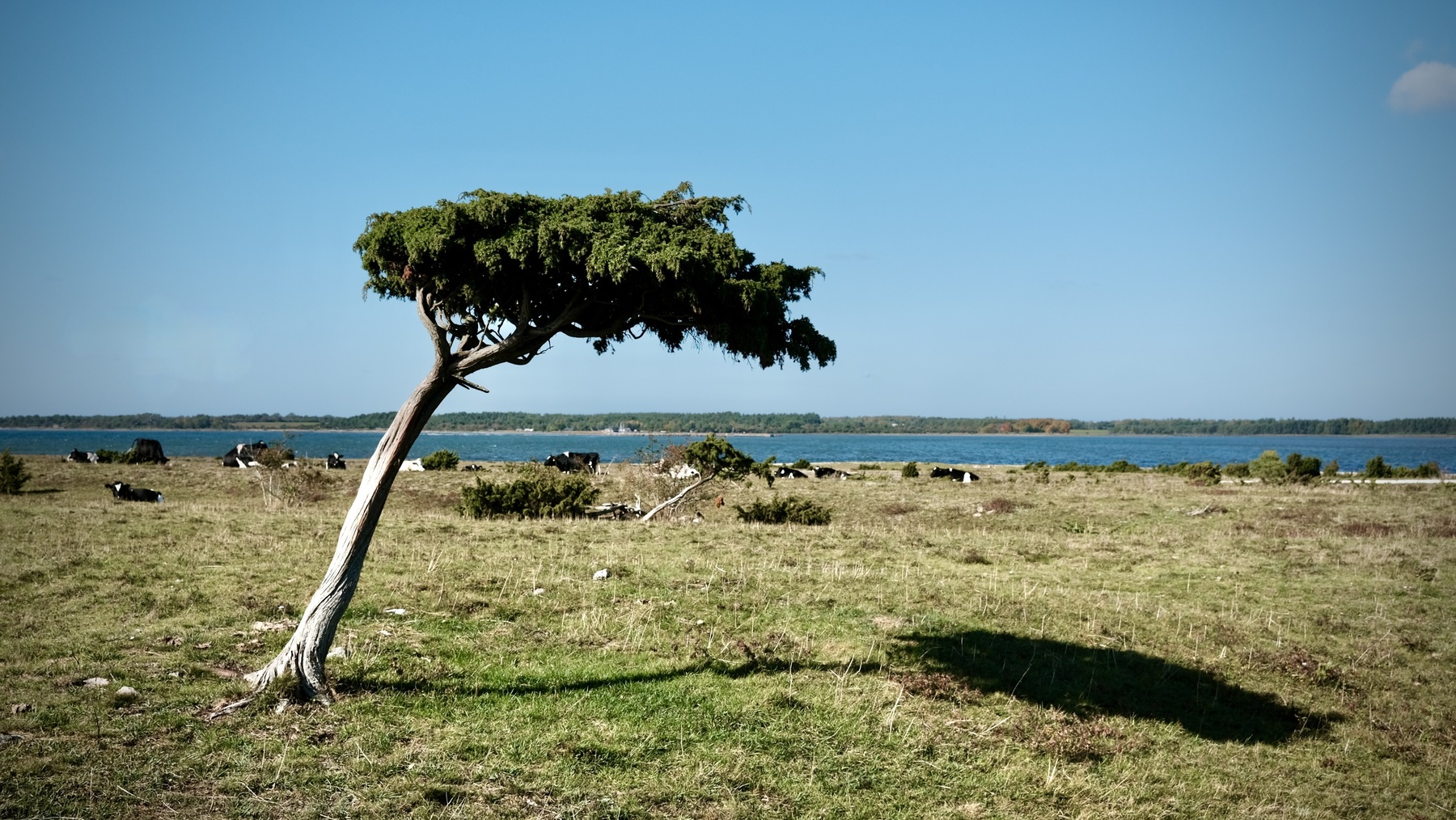 Vindpinat träd på Gotland